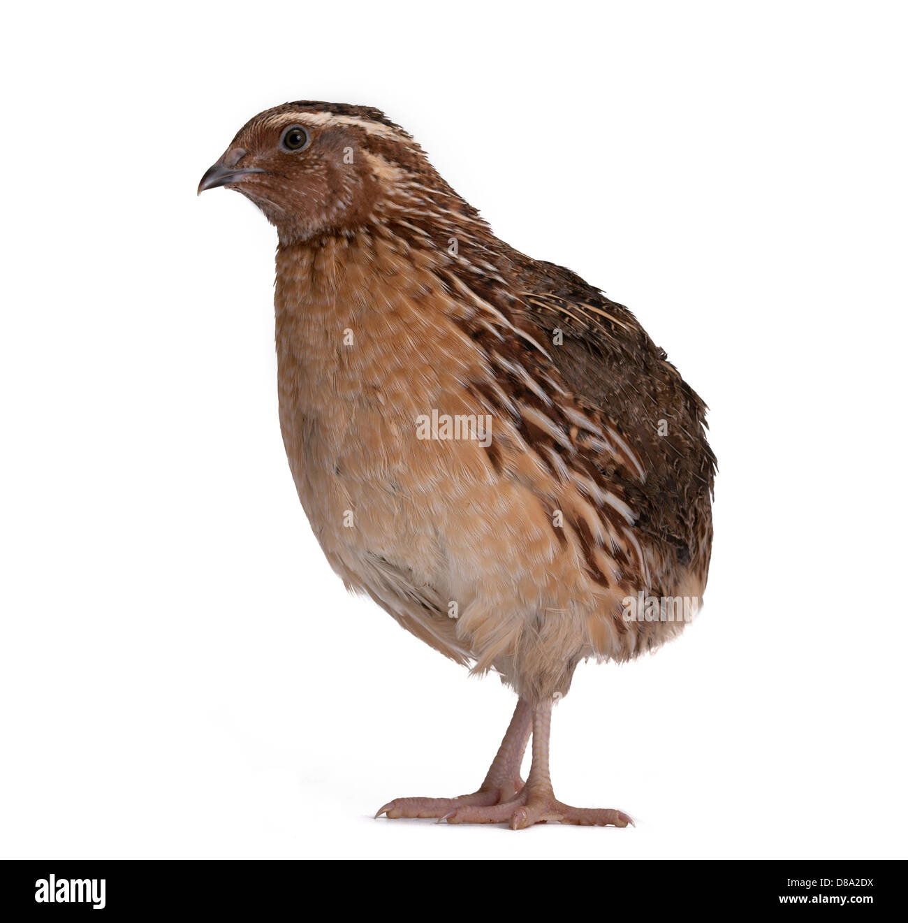 La caille Japonaise sur un fond blanc. Un oiseau qui pond les oeufs d'or. Banque D'Images