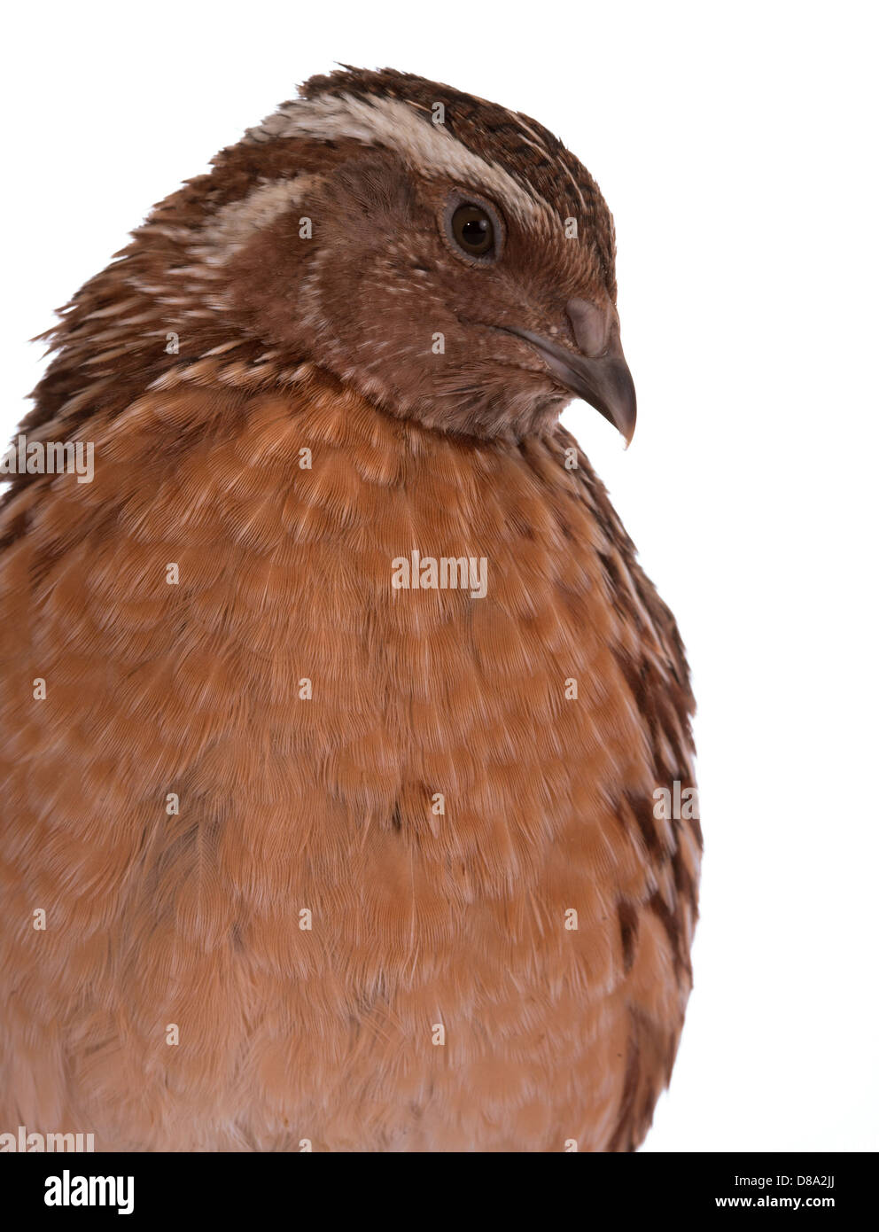La caille Japonaise sur un fond blanc. Un oiseau qui pond les oeufs d'or. Banque D'Images