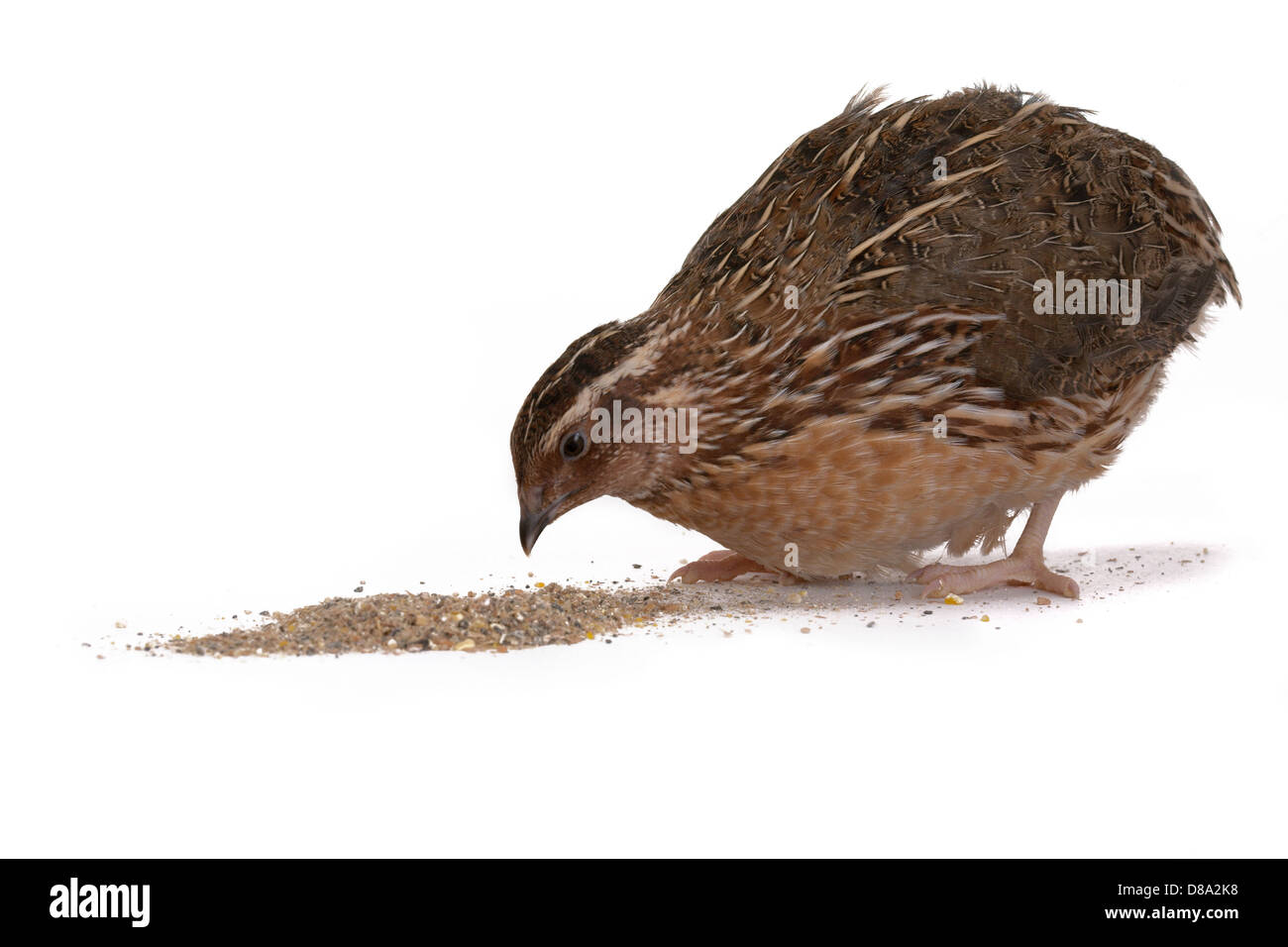 La caille Japonaise sur un fond blanc. Un oiseau qui pond les oeufs d'or. Banque D'Images