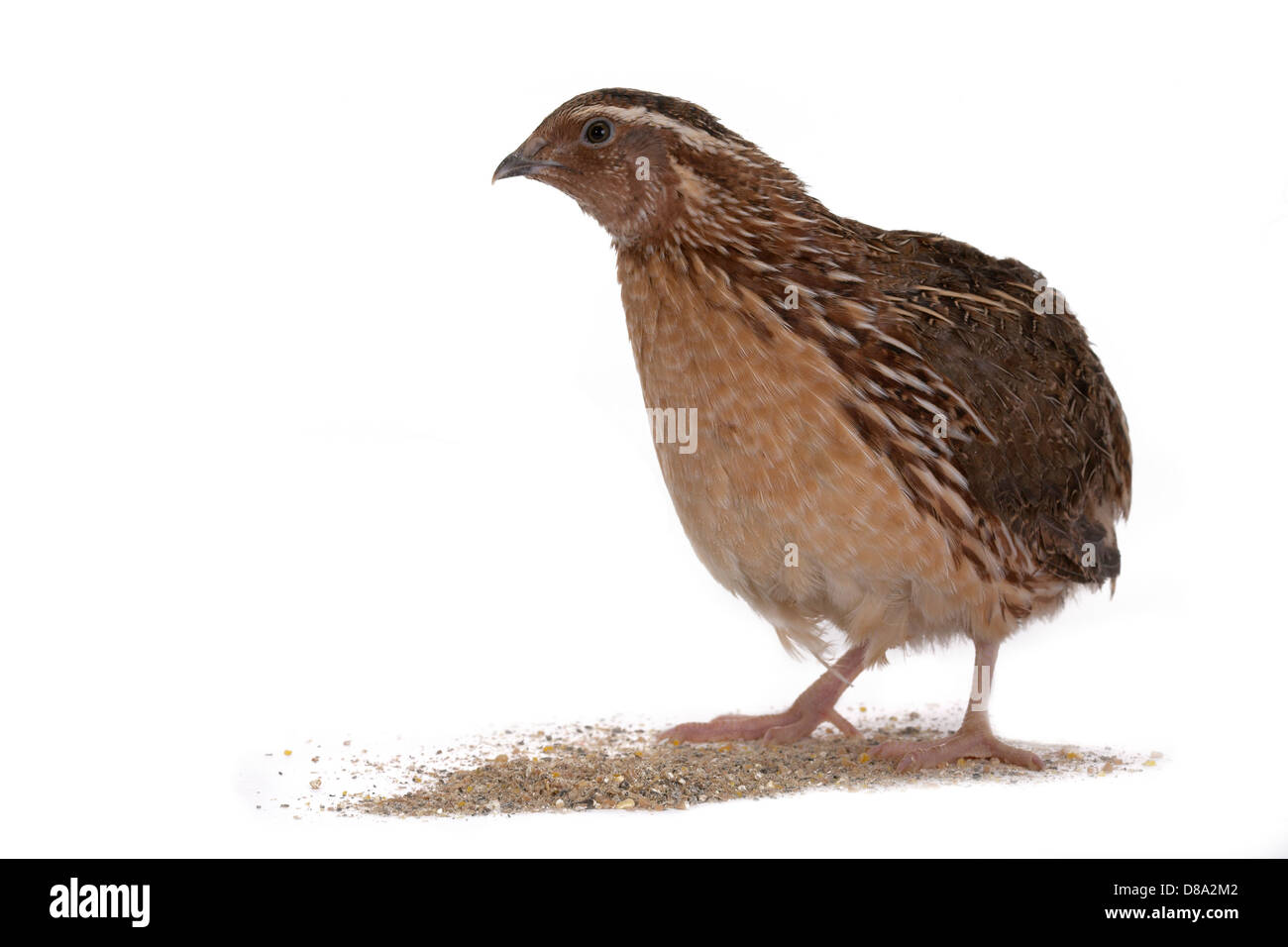 La caille Japonaise sur un fond blanc. Un oiseau qui pond les oeufs d'or. Banque D'Images