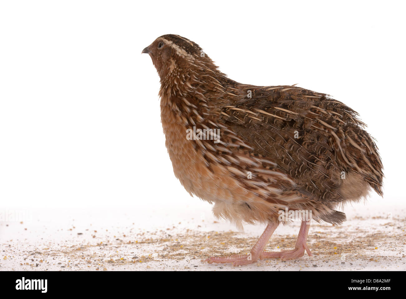 La caille Japonaise sur un fond blanc. Un oiseau qui pond les oeufs d'or. Banque D'Images