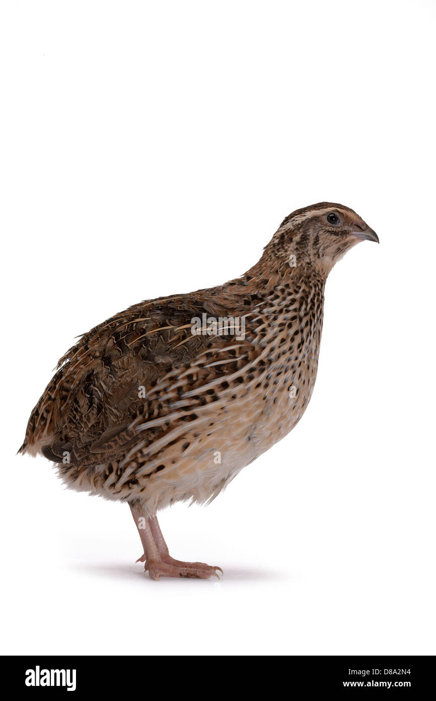 La caille Japonaise sur un fond blanc. Un oiseau qui pond les oeufs d'or. Banque D'Images