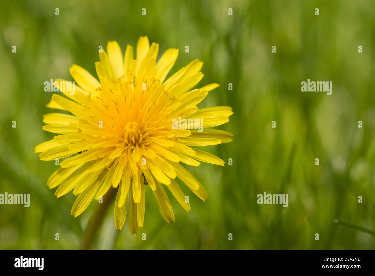 Taraxacum officinale. Le pissenlit sur une pelouse. Banque D'Images