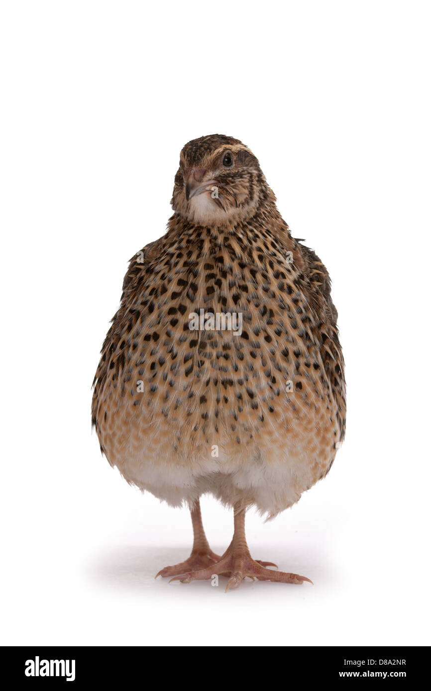 La caille Japonaise sur un fond blanc. Un oiseau qui pond les oeufs d'or. Banque D'Images