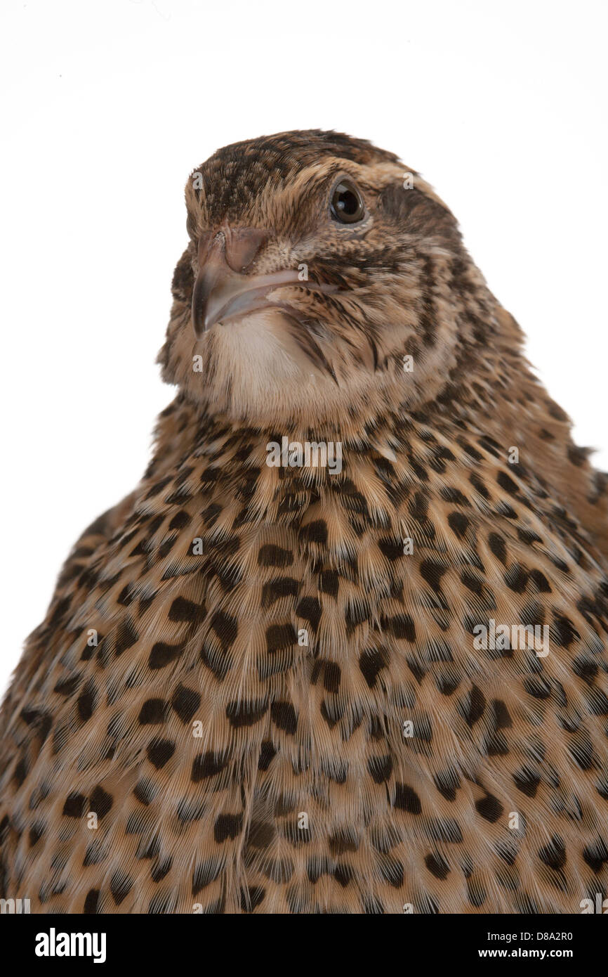 La caille Japonaise sur un fond blanc. Un oiseau qui pond les oeufs d'or. Banque D'Images