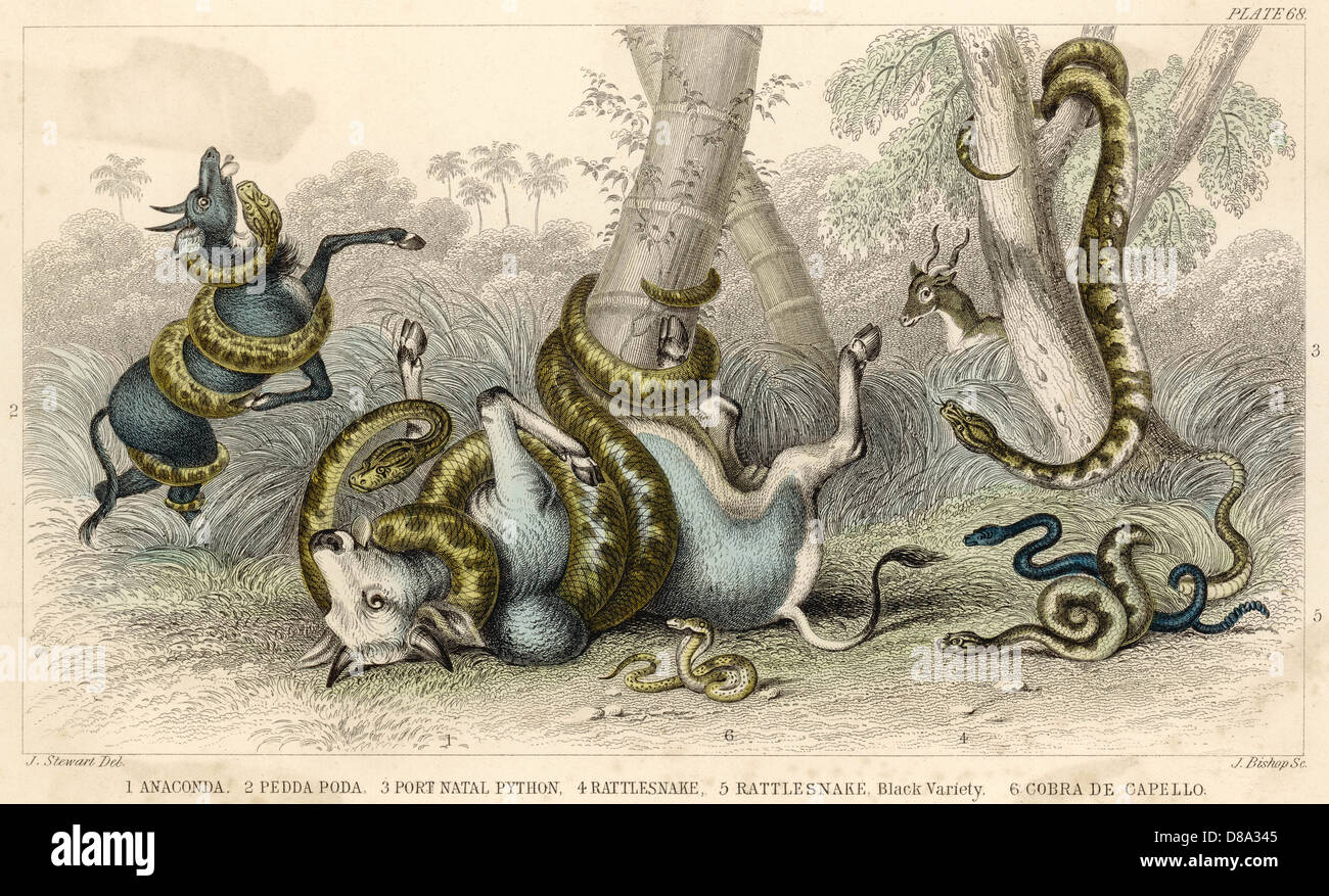 VARIÉTÉ DE SERPENTS Banque D'Images