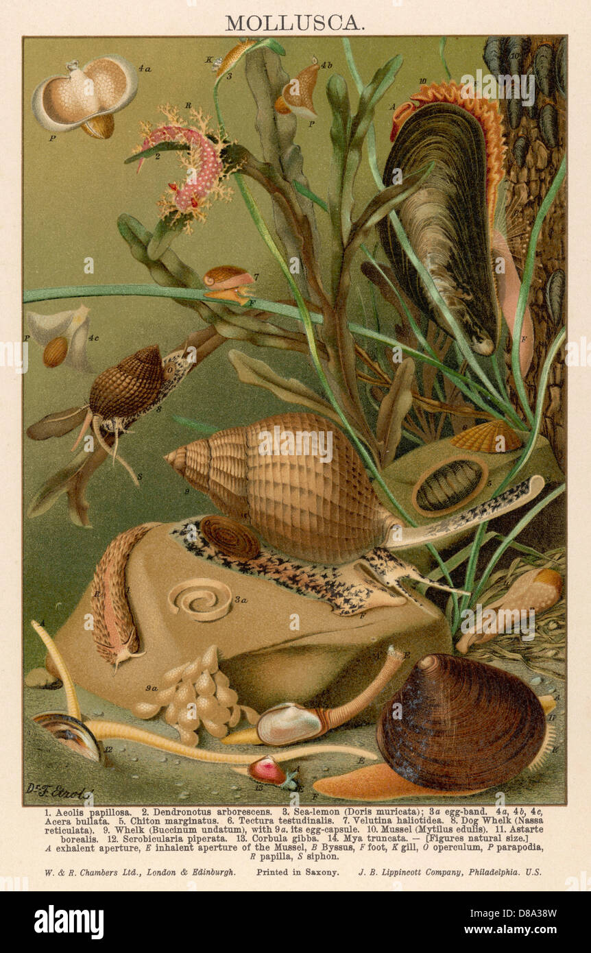 MOLLUSQUES / SEALIFE Banque D'Images