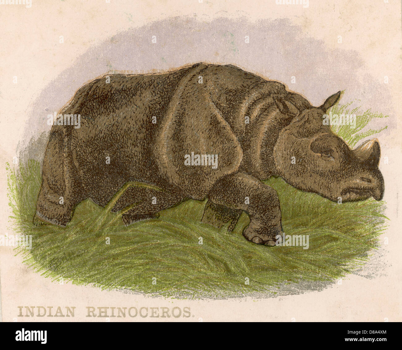 Rhinocéros - vers 1880 Banque D'Images