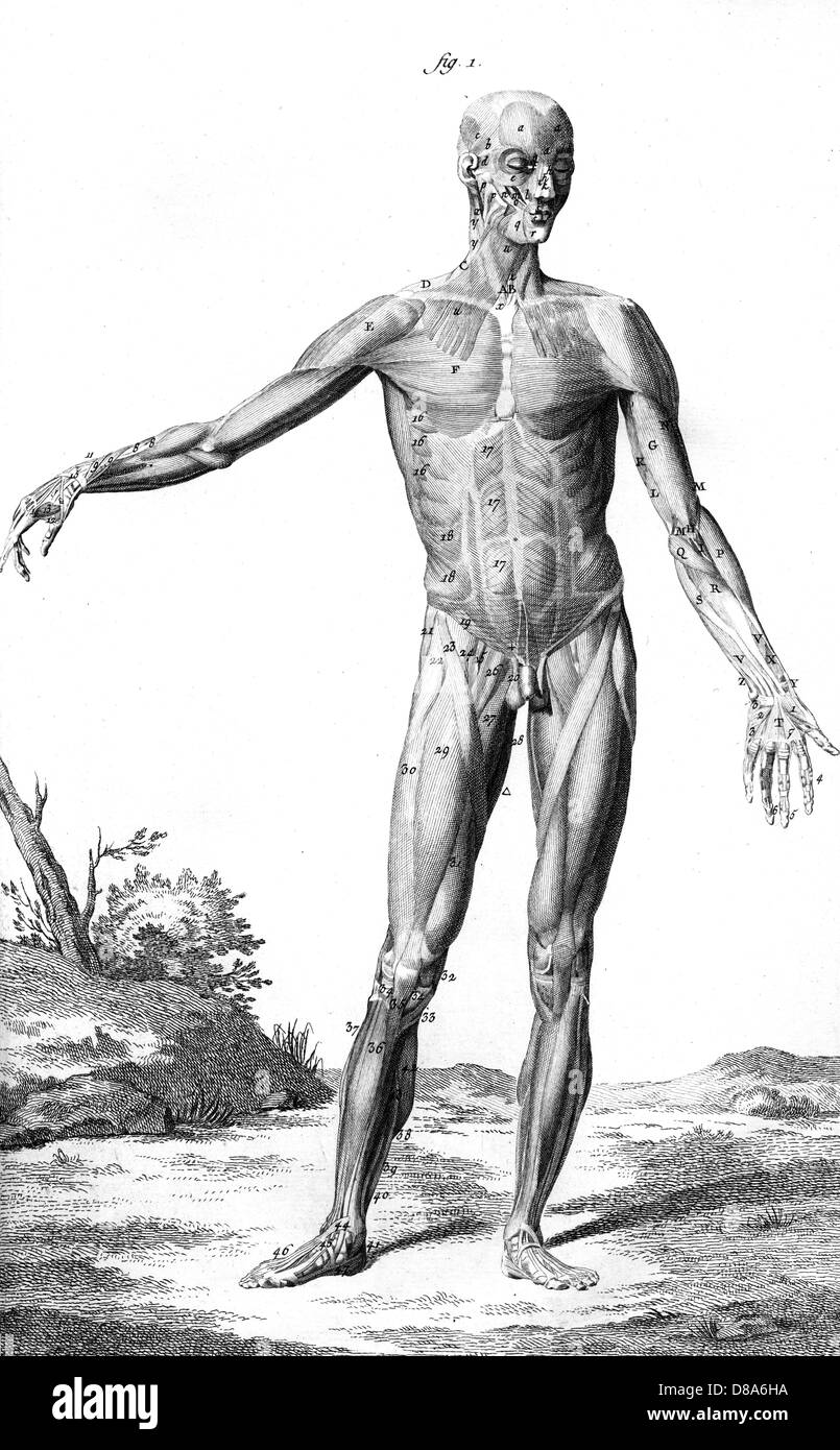 MUSCLES / ANATOMIE 18TH C. Banque D'Images
