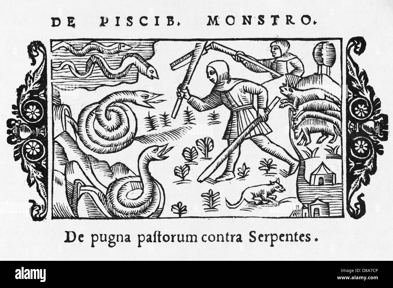 1555/SERPENTS DE COMBAT Banque D'Images
