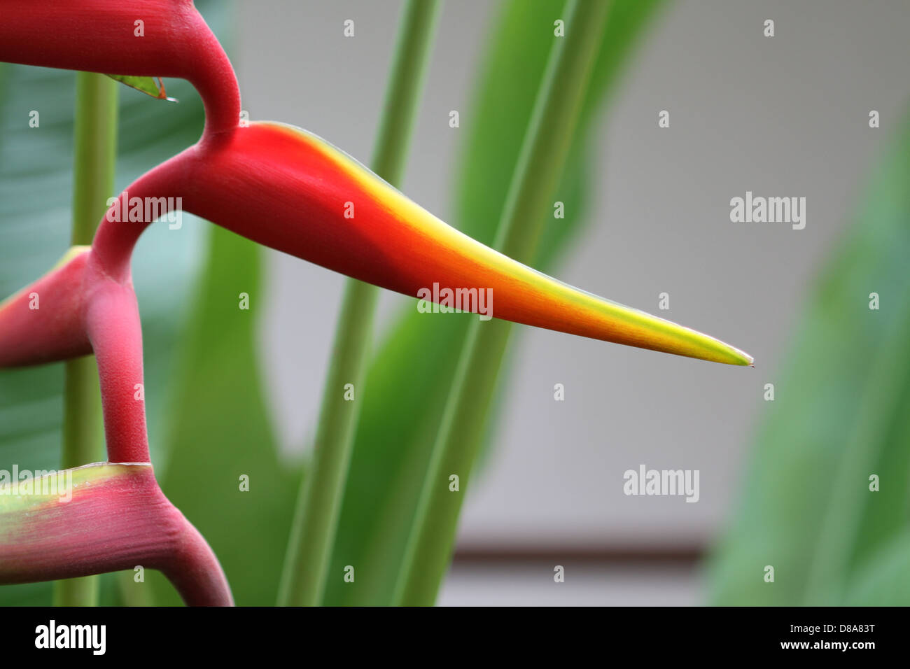 Close-up of Bird of Paradise flower, Thaïlande Banque D'Images