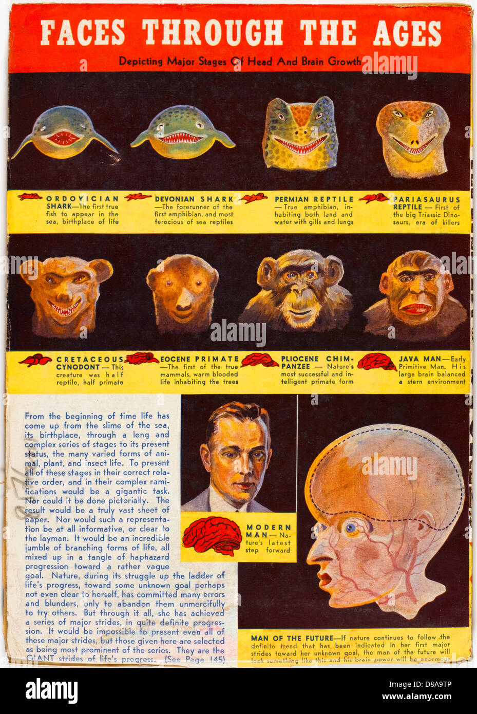 ÉVOLUTION DE LA FACE Banque D'Images