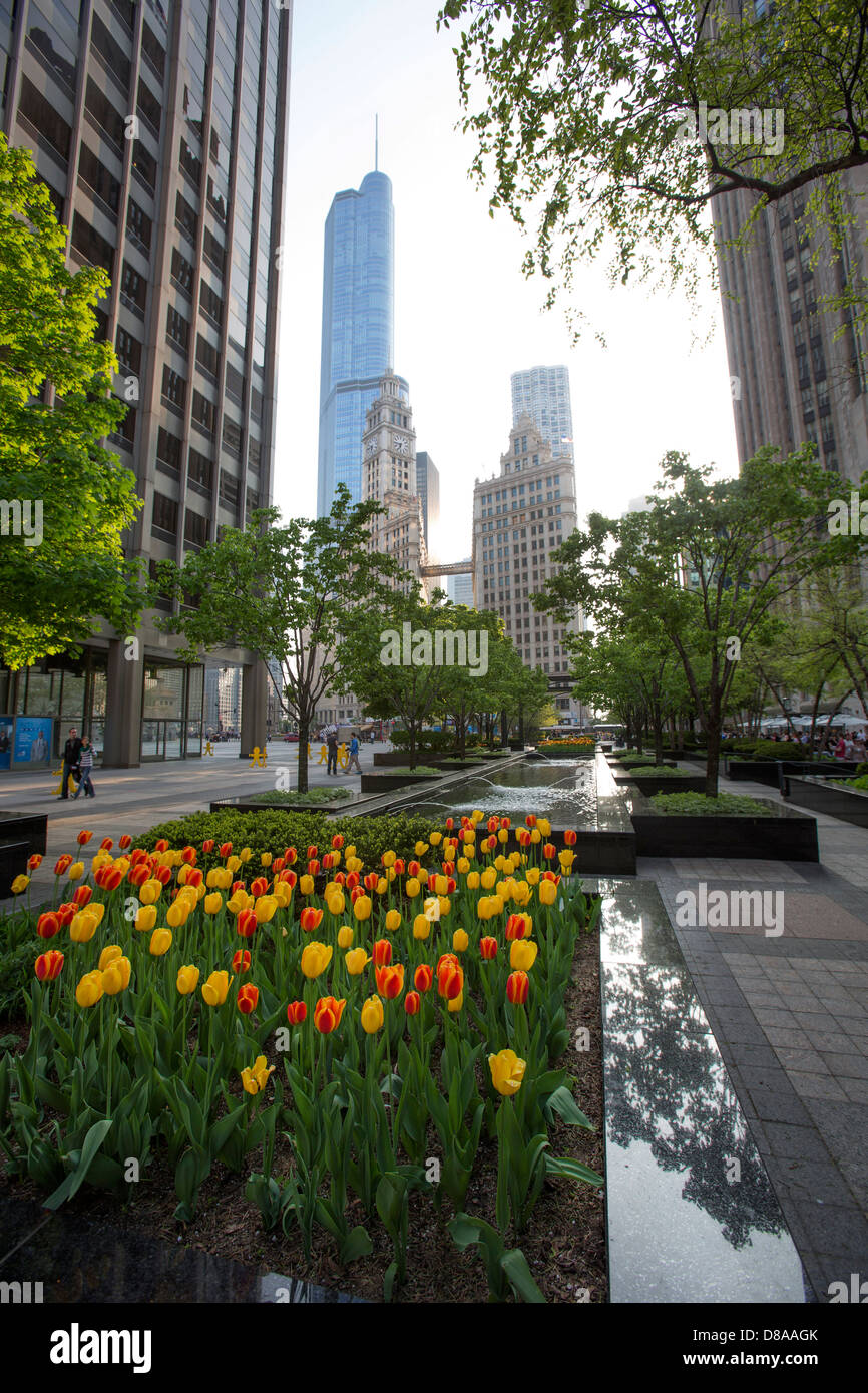 Tulipes vu en cour pioneer plaza près de Michigan Avenue de printemps printanières magnficent and cool mile scenic places in chicago Banque D'Images