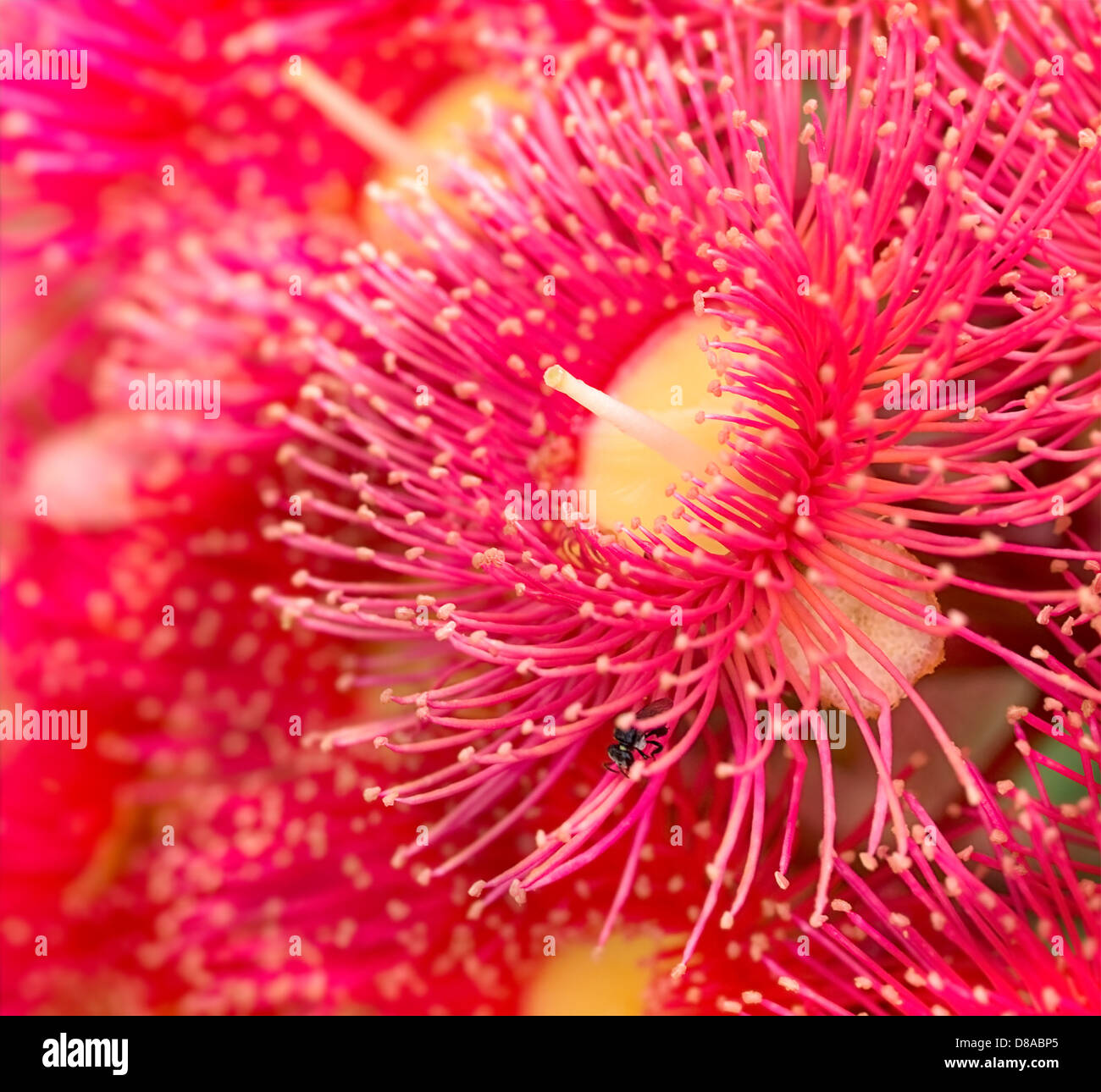 Fleurs rouge vif lumineux de gum tree australien originaire de l'Australie rouge été Phytocarpa Banque D'Images