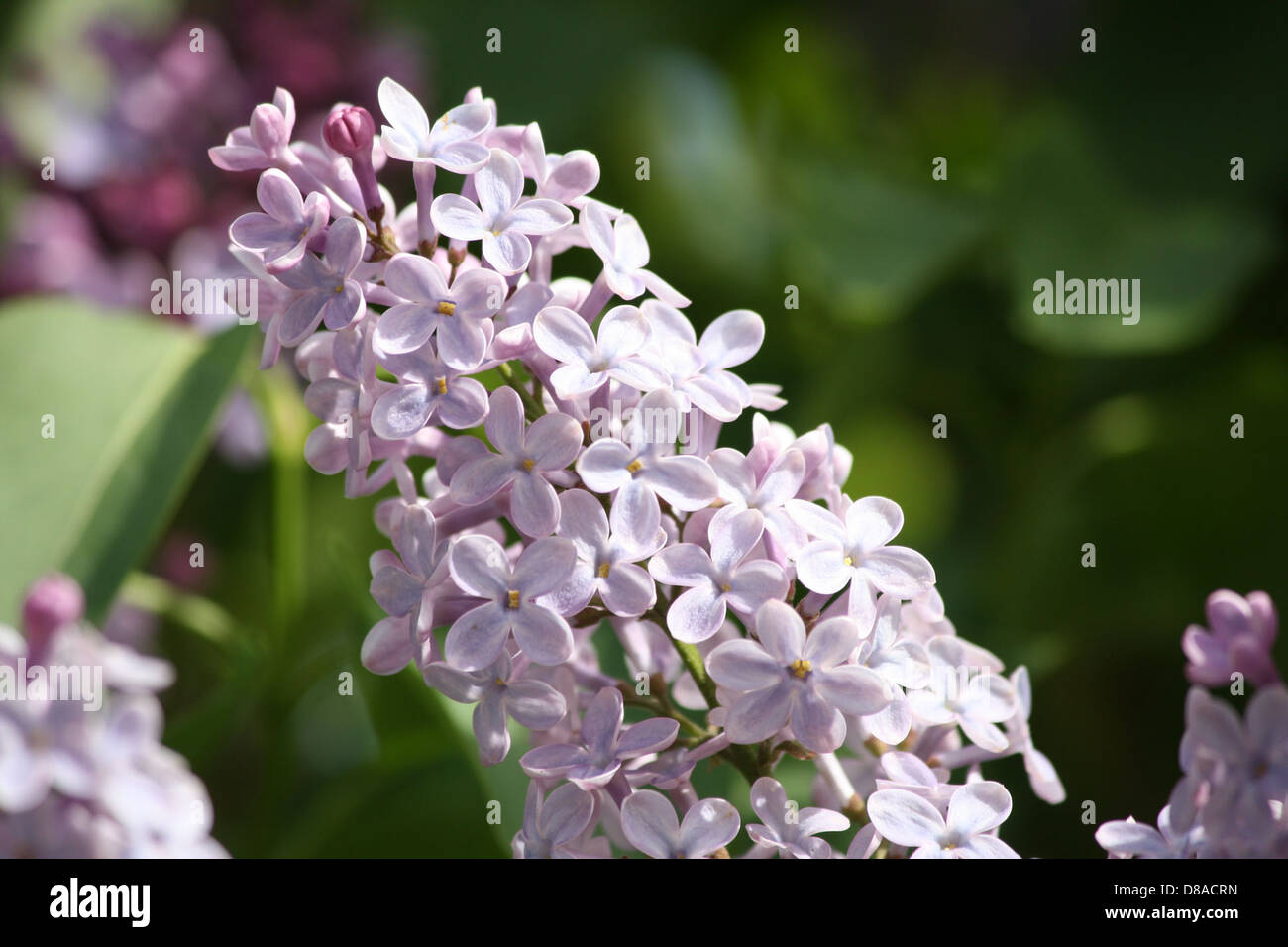 Grappe de lilas mauve Photo Stock - Alamy