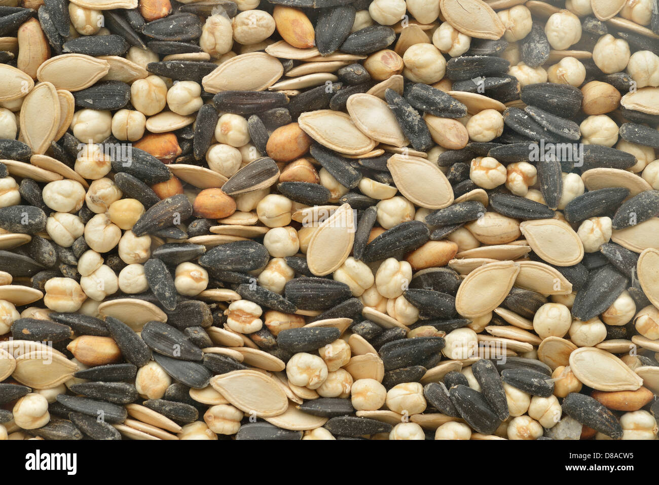 Et l'écrou de semences vitrine, Prizren, Kosovo Banque D'Images