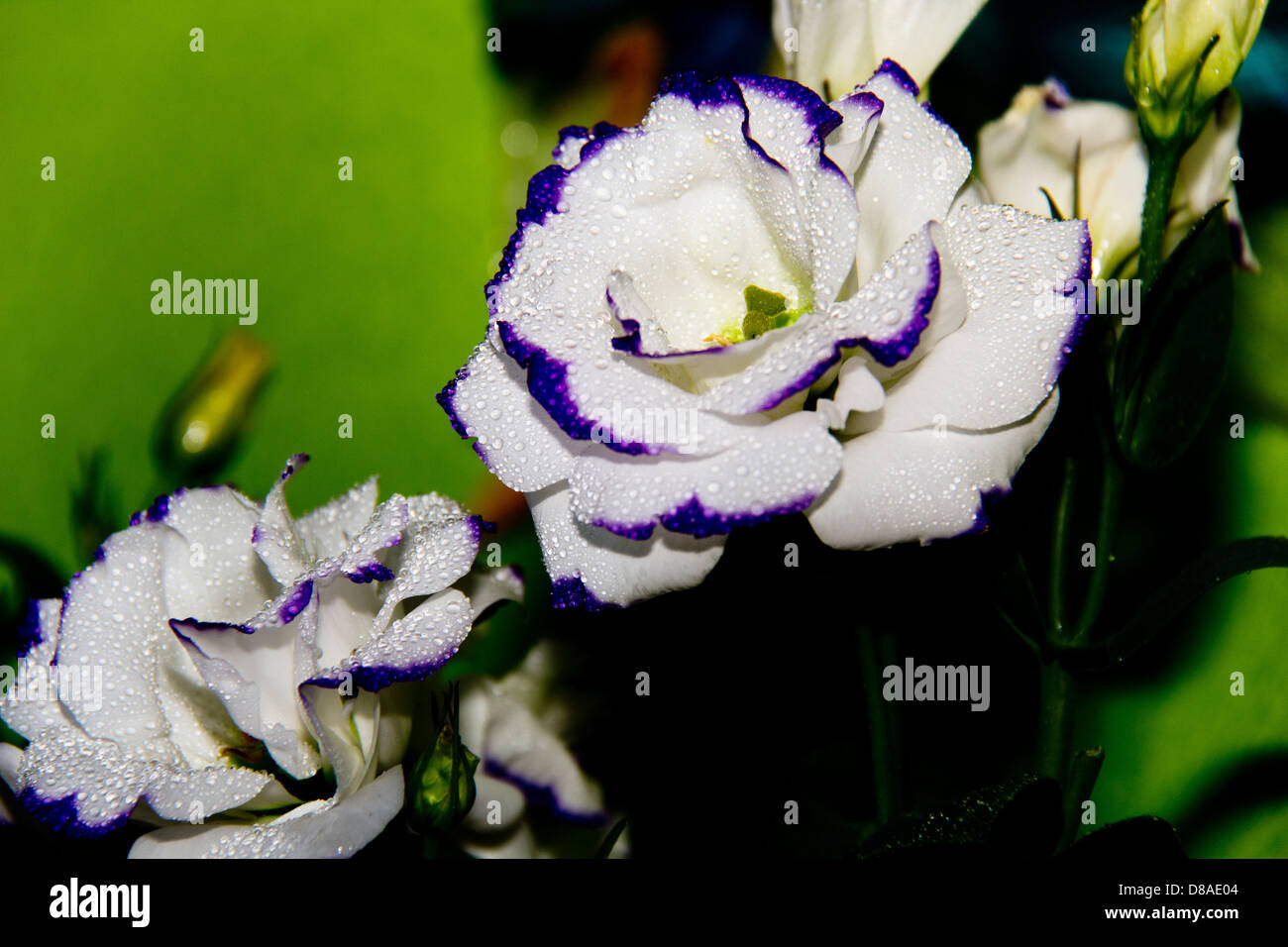 Fleurs blanches sur un fond vert. Banque D'Images