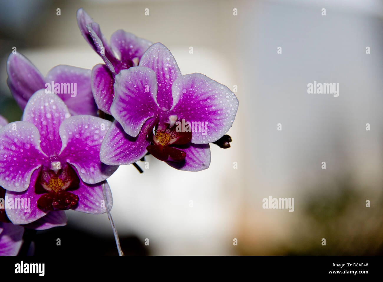 Orchidées rose sur fond clair. Banque D'Images