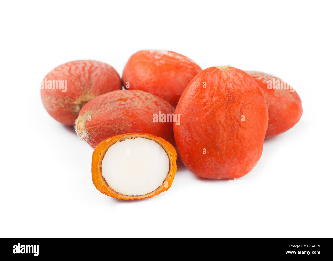 Graines de Cycas revoluta sur fond blanc Banque D'Images