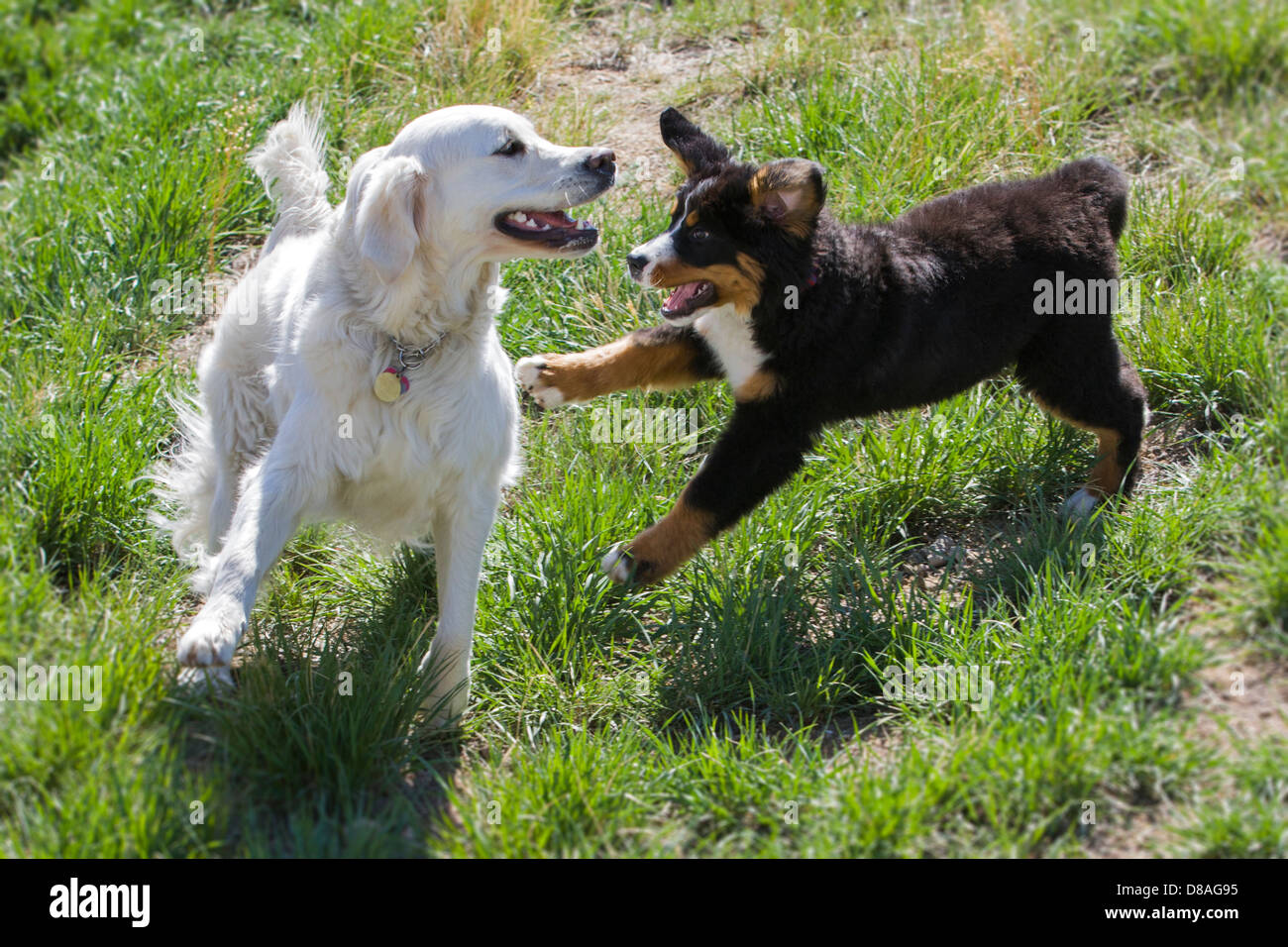 Trois mois vieux chiot jouer avec un jeune chien Golden Retriever de couleur platine. Banque D'Images
