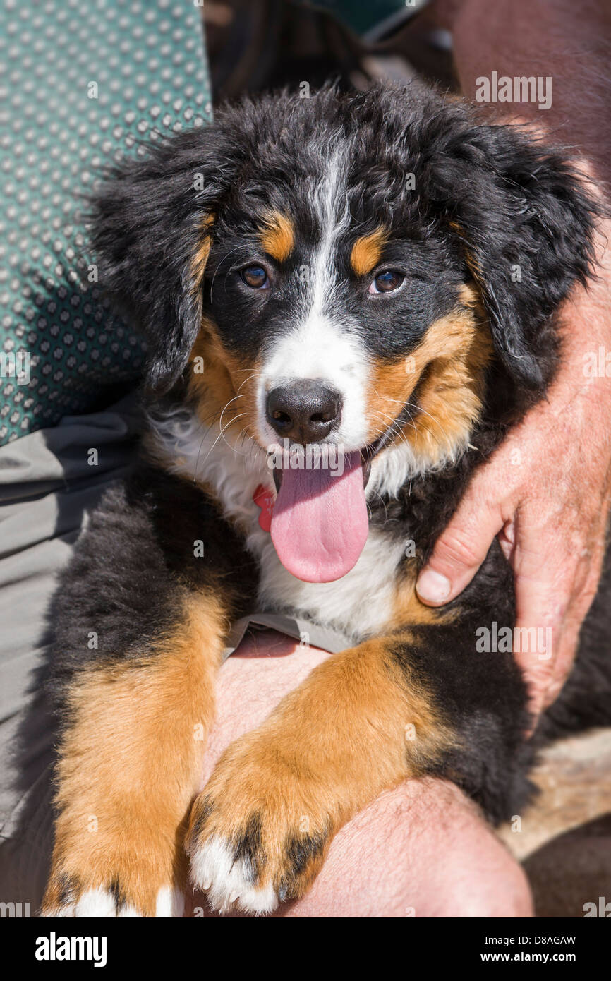 Trois mois vieux chiot. Une race de chien de ferme et d'élevage, d'origine suisse Banque D'Images