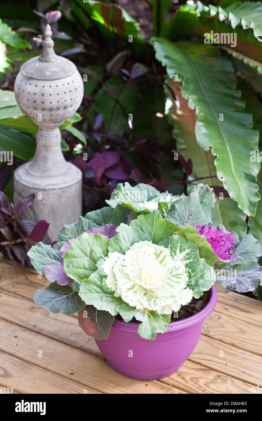 Kale ornemental en pot sur une terrasse en bois. Banque D'Images