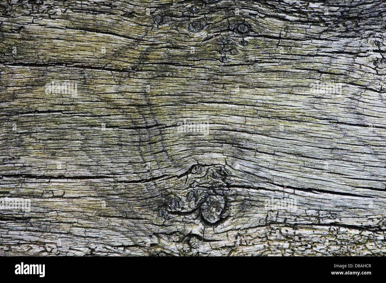 Weathered Wood grain pattern tree trunk Banque D'Images