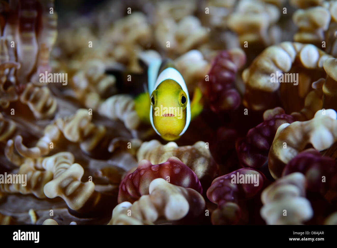 Un jeune poisson clown de Clark dans sa piscine anemone. Grand modèle anémone et couleurs Banque D'Images