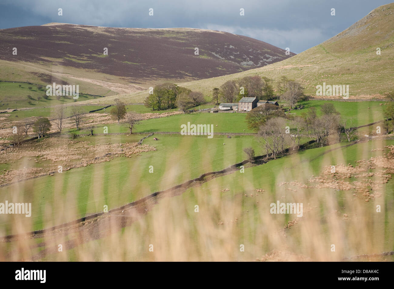 Une vue de la ferme et le bord arrondi couvert d'une grande colline heather Cockup derrière. L'une des collines du nord Wainwrights Banque D'Images