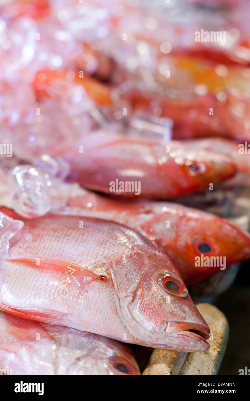 Lapu-lapu, le vivaneau et le thon, fruits de mer sur le marché asiatique Banque D'Images