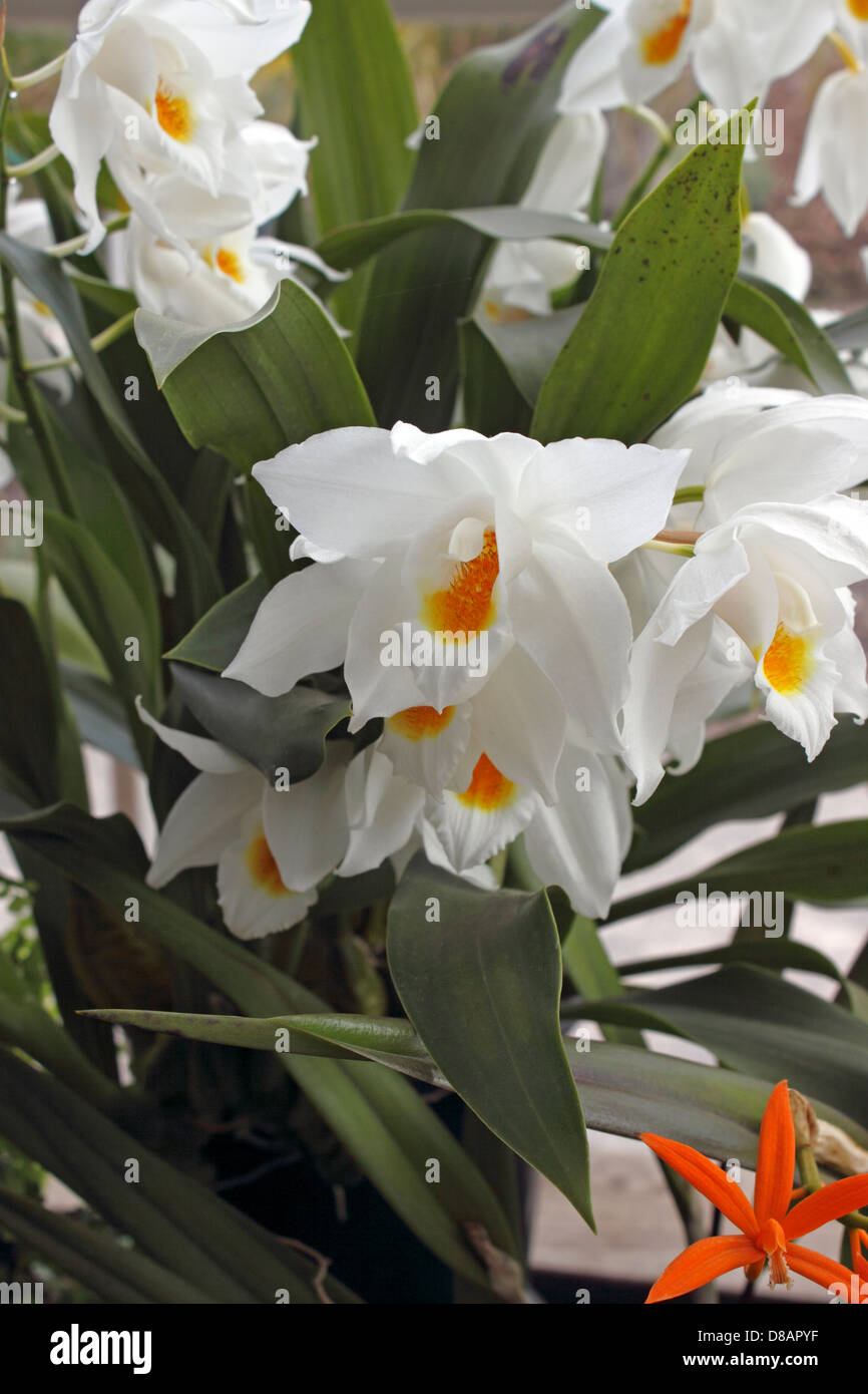 COELOGYNE MOOREANA WESTONBIRT. Orchidée blanche. Banque D'Images