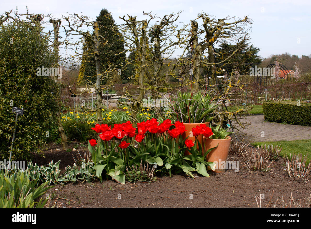 Parterres de printemps À RHS WISLEY. SURREY Banque D'Images