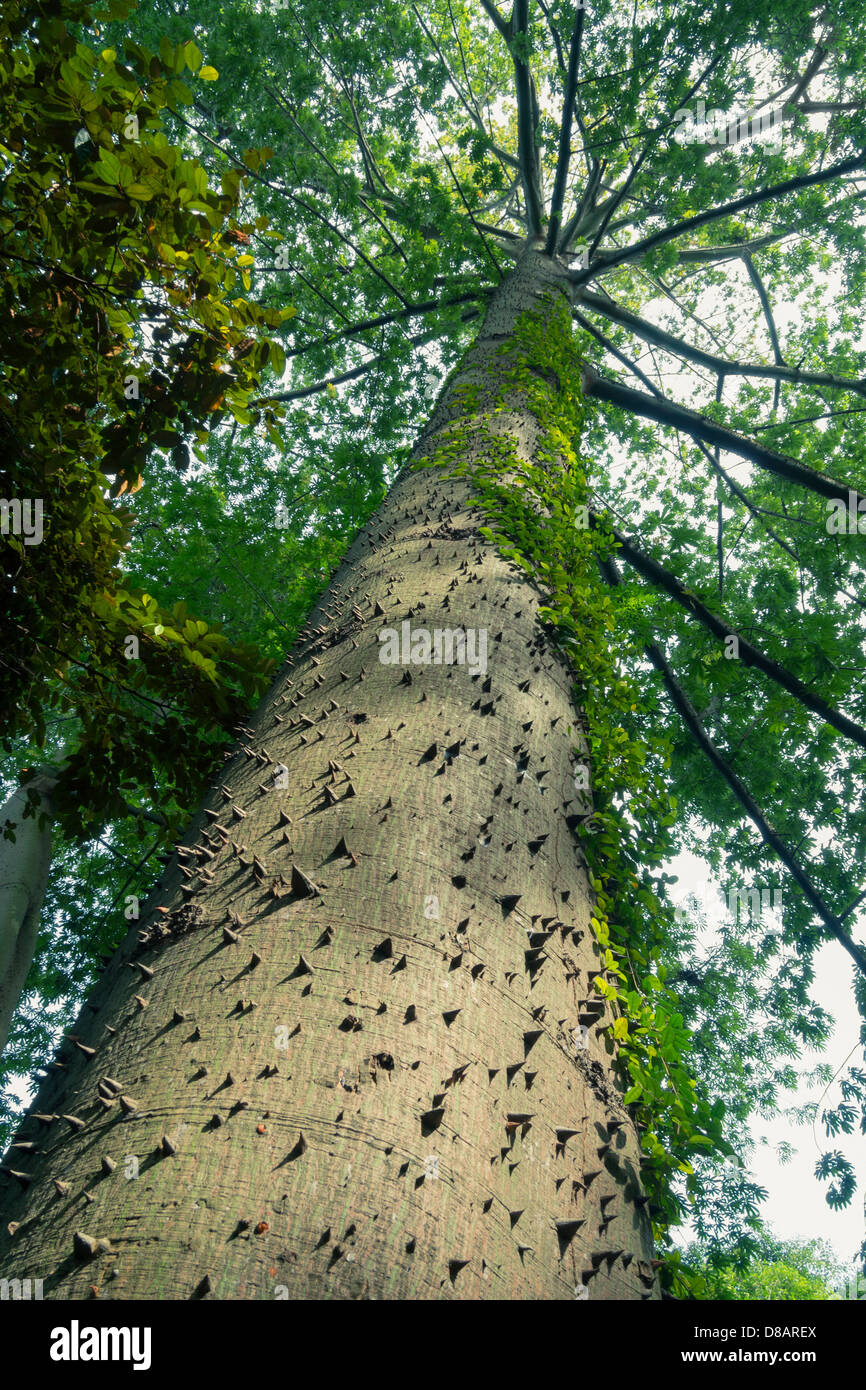 Ceiba géant arbre pousse dans la forêt tropicale ensoleillée Banque D'Images