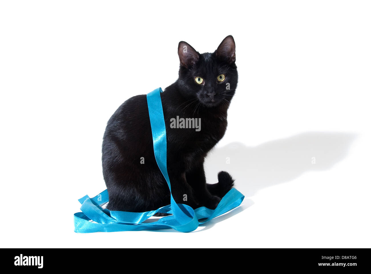 Cinq mois vieux chat noir avec ruban cut out looking at camera Banque D'Images