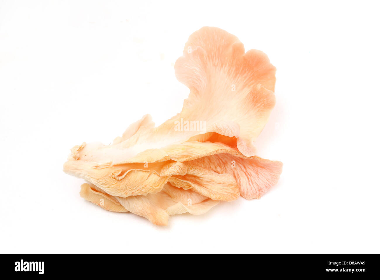 Pink Champagne Pleurotes Banque D'Images