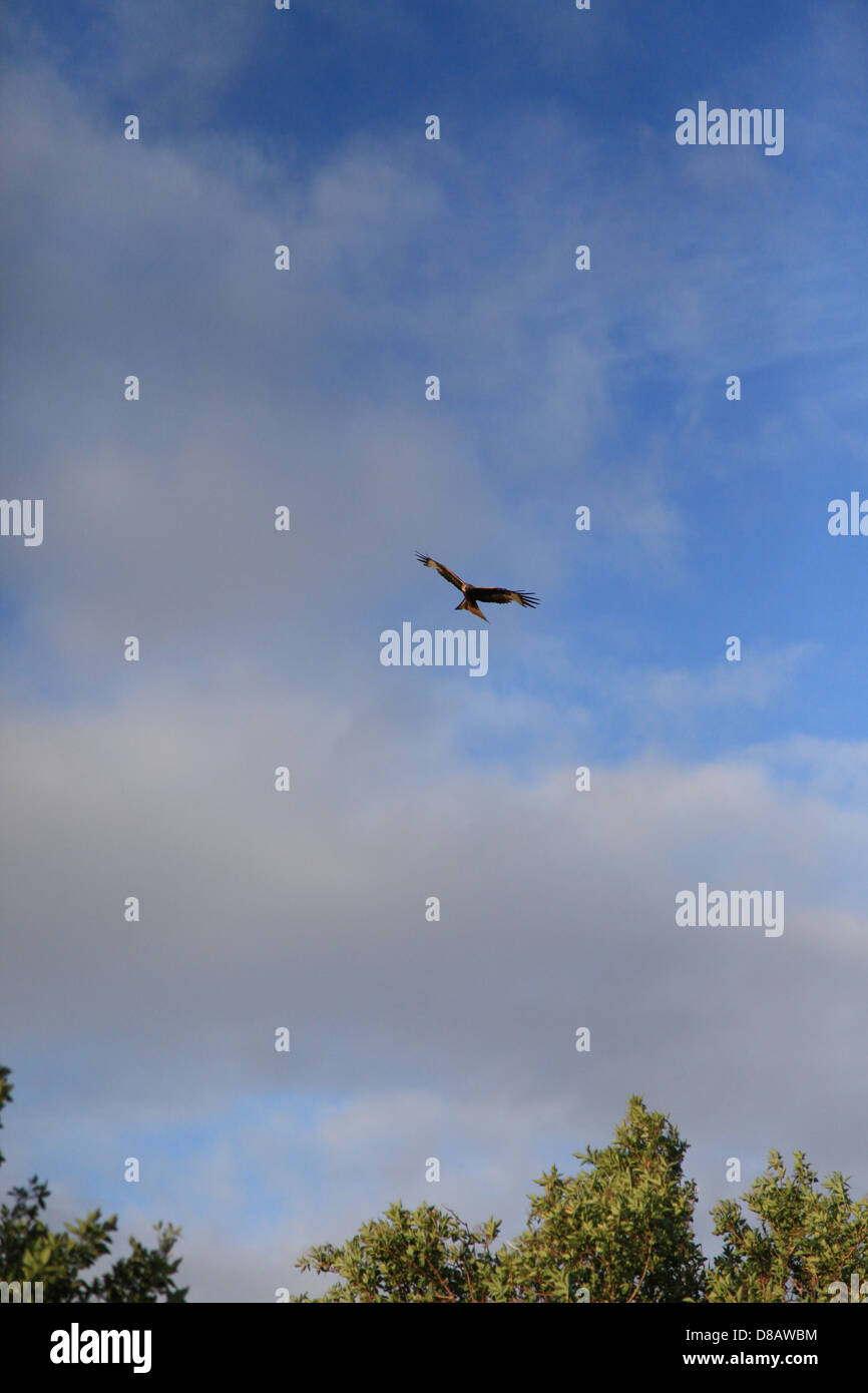 Red Kite sur The Ridgeway, Oxfordshire, UK Banque D'Images