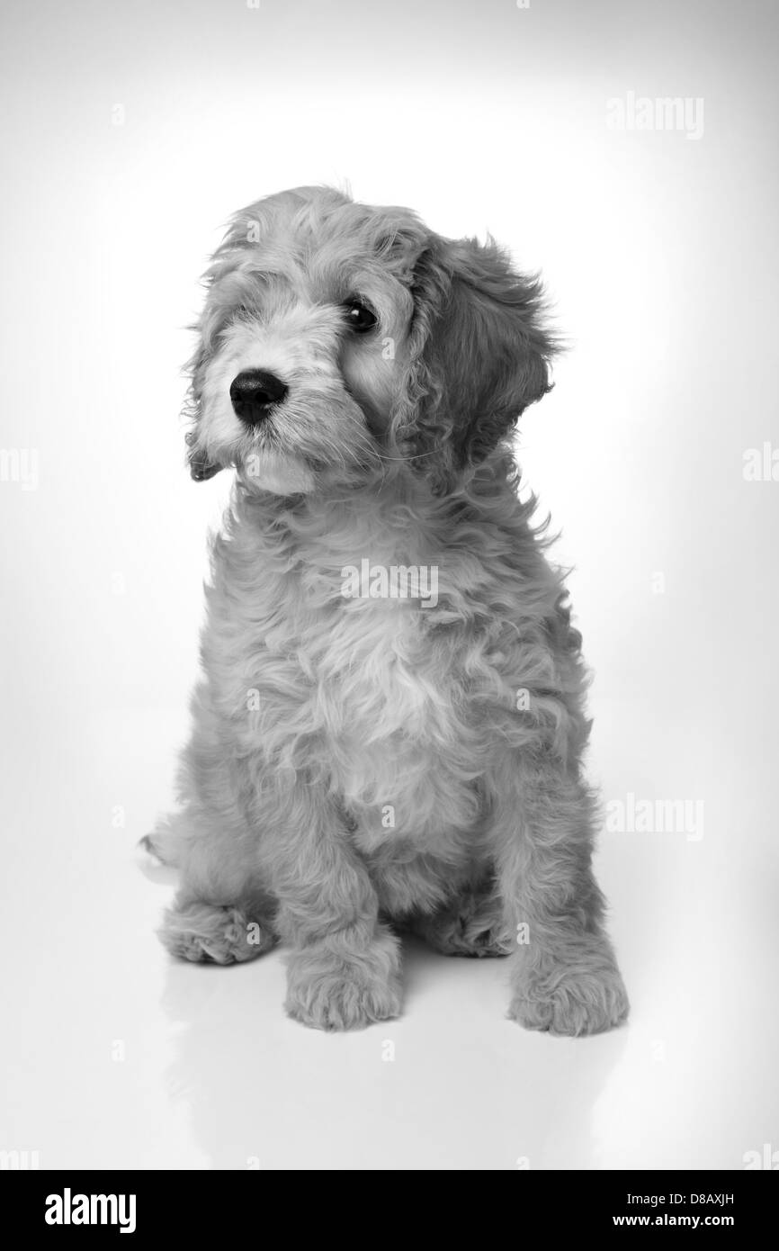 Adorable chiot cavapoo docilement assis, Banque D'Images