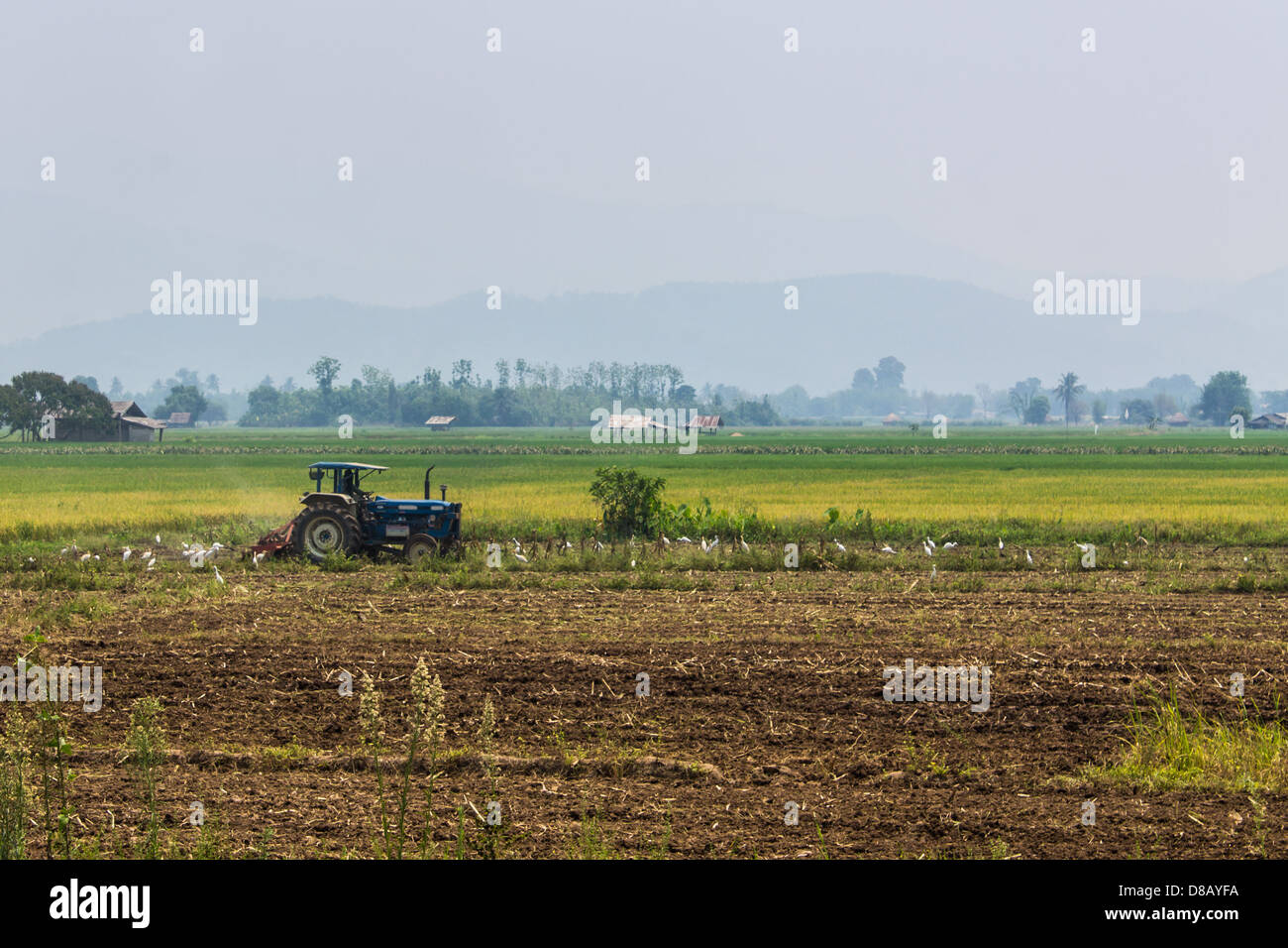 Tracteur de labour de l'agriculture sur des champs de céréales de blé Banque D'Images