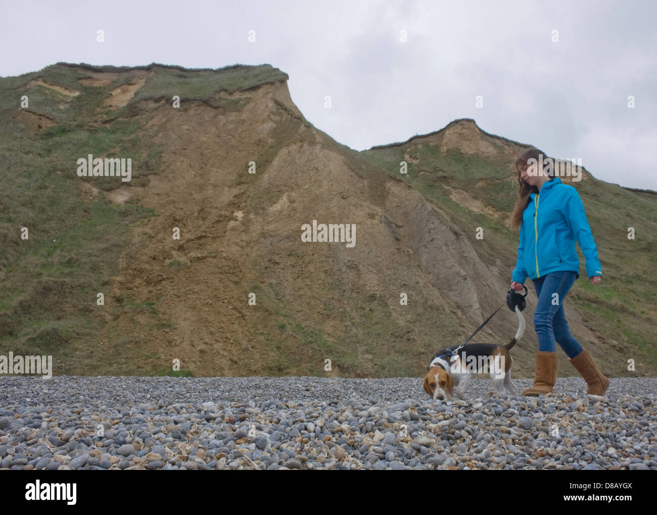 Young woman wearing blue coat walking dog sur la plage de galets sur le fil court. Banque D'Images