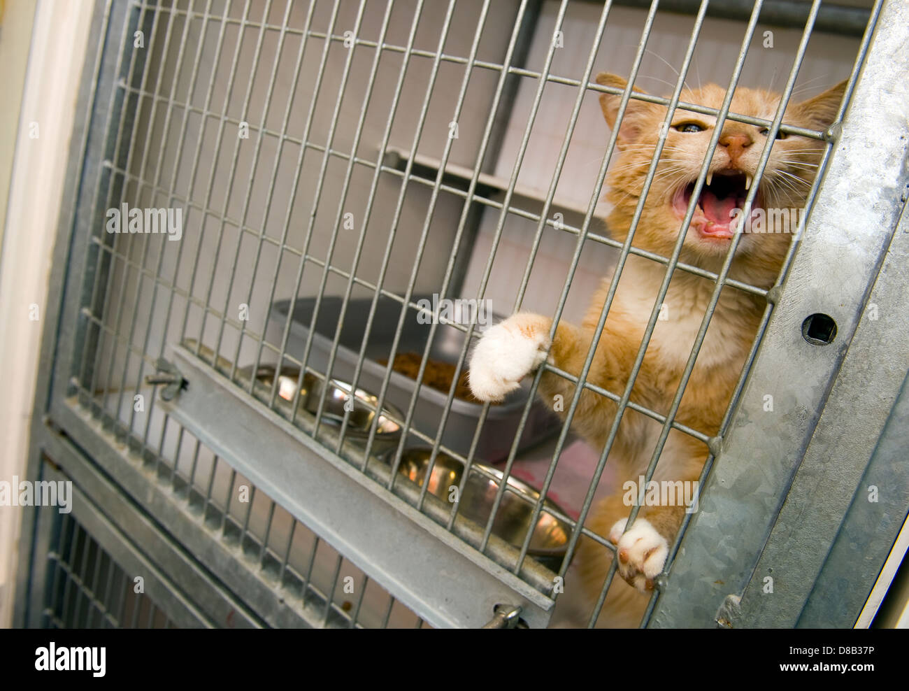 Les sans-abri chat dans une cage dans un refuge pour animaux Banque D'Images