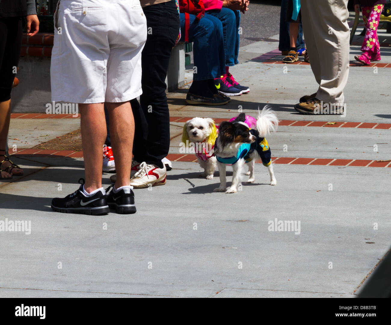 Petits chiens mignons habillés en costume sur un trottoir avec un groupe de personnes. Banque D'Images