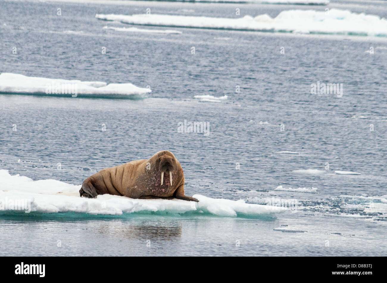 Le morse (Odobenus rosmarus), assis sur un morceau de glace, SE de Wilhelmaya, archipel du Svalbard, Norvège Banque D'Images