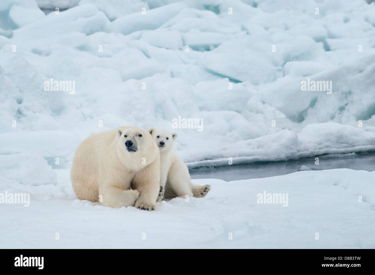 Mère Ours polaire avec Cub, câlins ensemble, Ursus maritimus, Olgastretet la banquise, Spitzberg, archipel du Svalbard, Norvège Banque D'Images