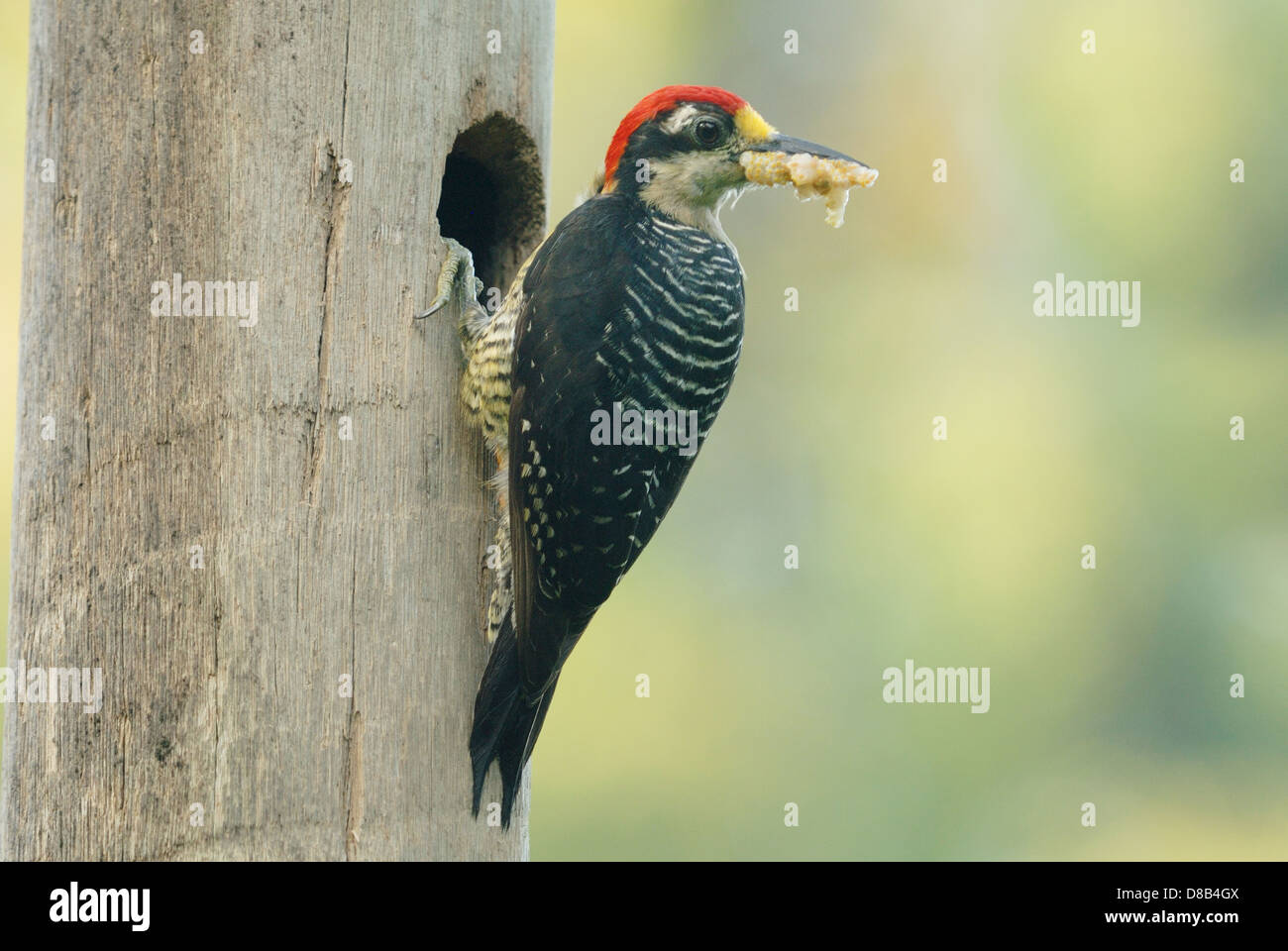 Homme Black-cheeked Woodpecker (Melanerpes pucherani) avec de la nourriture pour ses poussins Banque D'Images