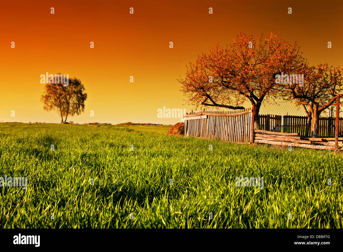 Verger au printemps paysage de campagne au coucher du soleil. Les champs d'arbres et de clôture en bois Banque D'Images
