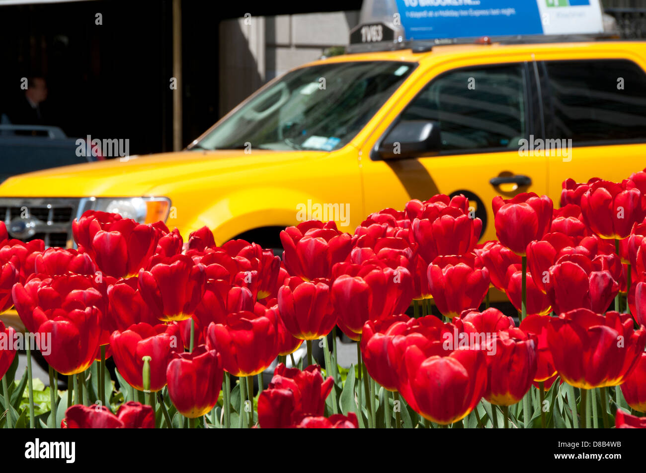Tulipes rouges NYC taxi taxi médian Banque D'Images