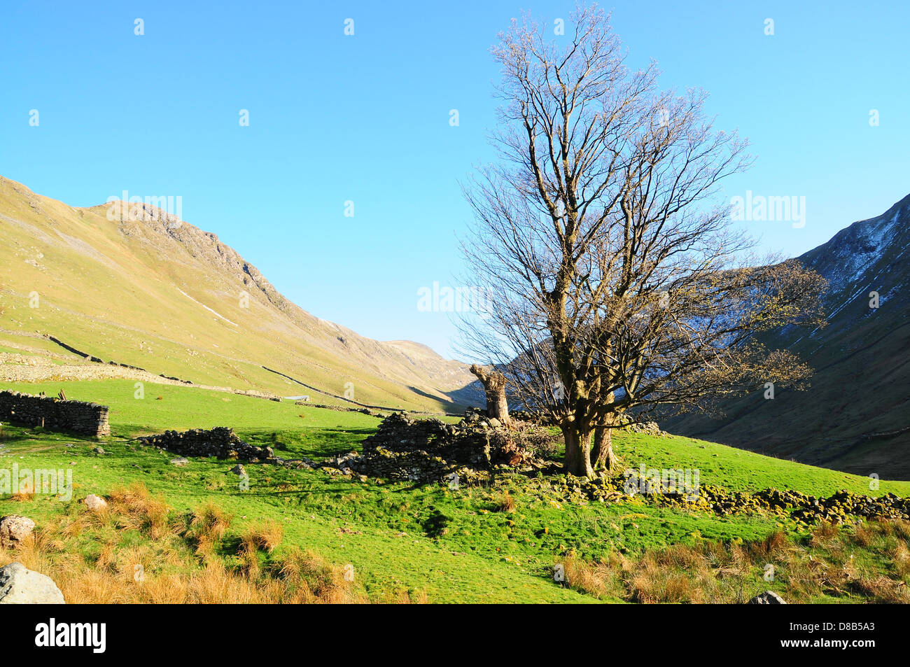Un arbre isolé dans le Lake District, UK Banque D'Images