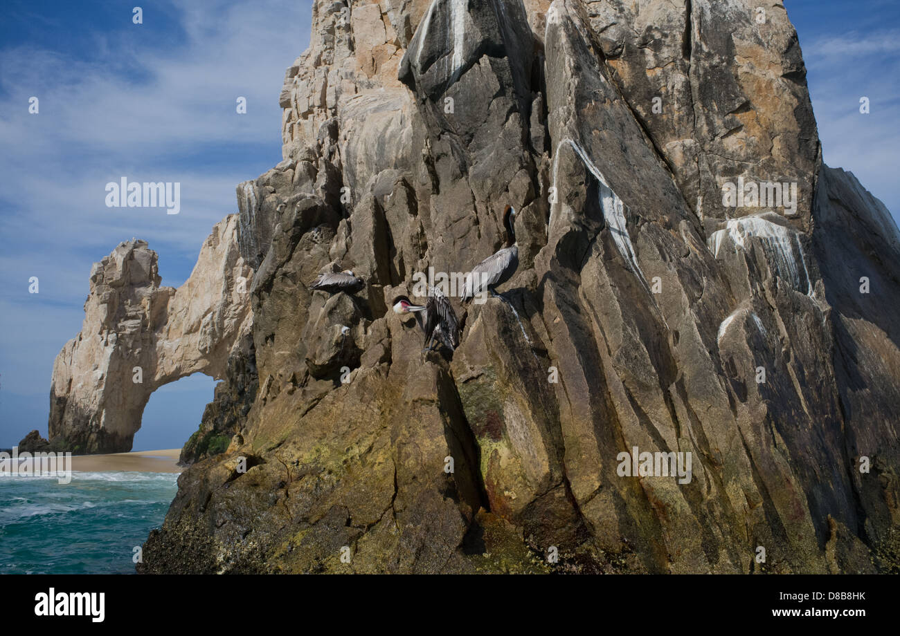 Près de Los Arcos, Cabo San Lucas, Baja California, Mexique Banque D'Images