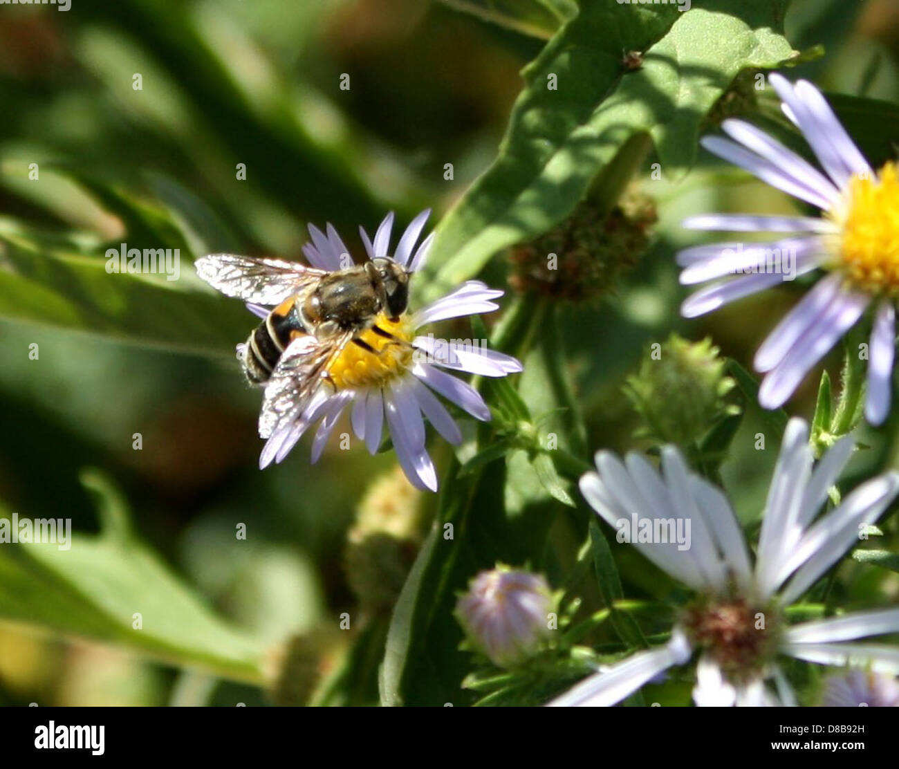 Une abeille perchée sur une minuscule fleur violette, ramassant le nectar. Les ailes délicates et le corps flou de l’abeille sont visibles lorsqu’elle interagit avec la fleur vibrante. Ce gros plan souligne l’importance des abeilles dans la pollinisation. Banque D'Images