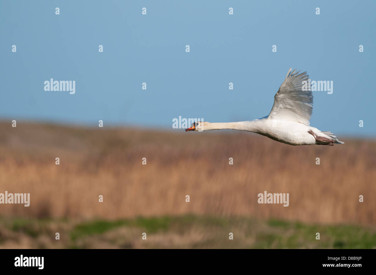 Flying Cygne muet, Cygnus olor, Norfolk, Angleterre Banque D'Images